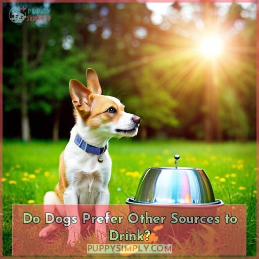 Do Dogs Prefer Other Sources to Drink?