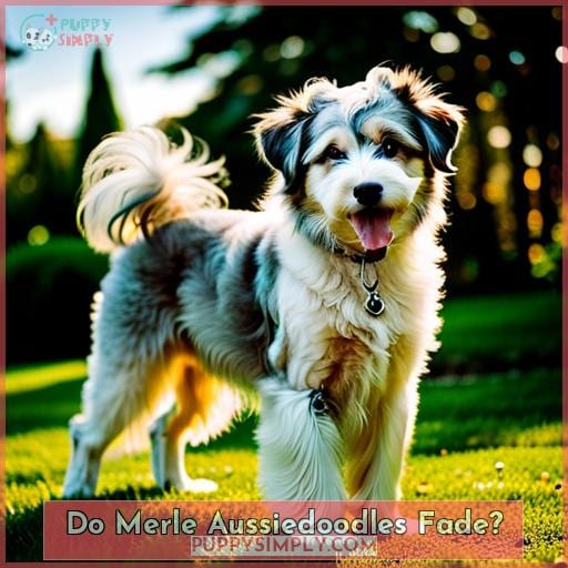 Do Merle Aussiedoodles Fade