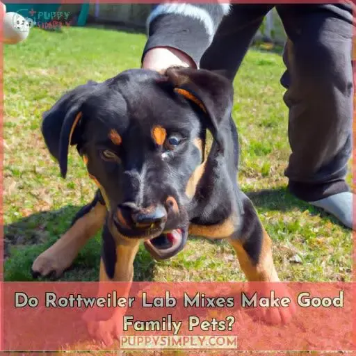 Do Rottweiler Lab Mixes Make Good Family Pets
