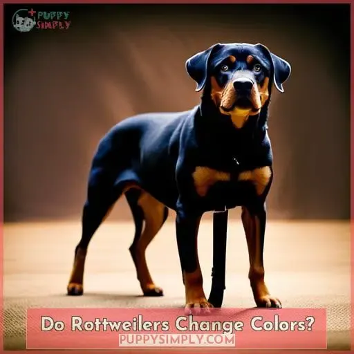 Do Rottweilers Change Colors?