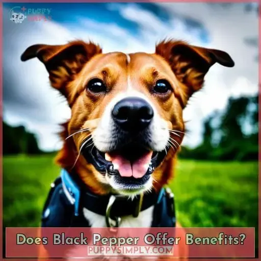 Does Black Pepper Offer Benefits?