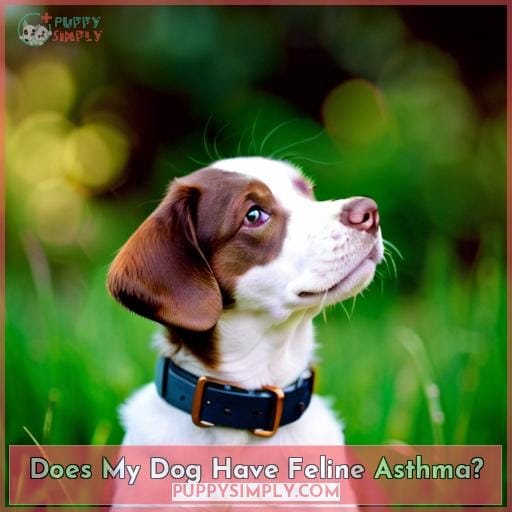 Does My Dog Have Feline Asthma? Does My Dog Have Feline Asthma?