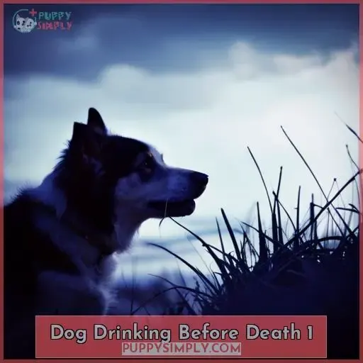 dog drinking before death 1