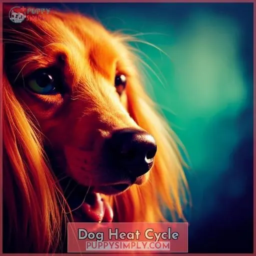 Dog Heat Cycle