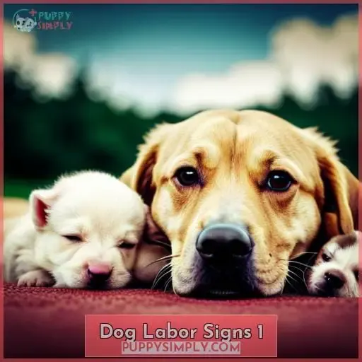 dog labor signs 1