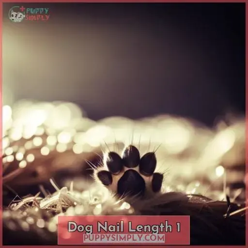 dog nail length 1