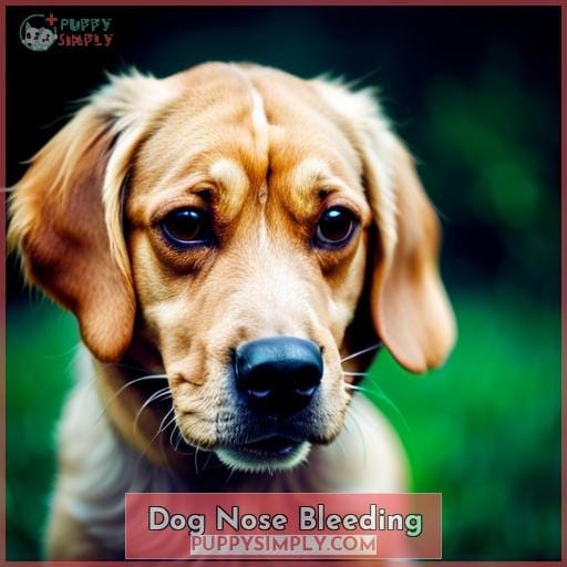 Dog Nose Bleeding