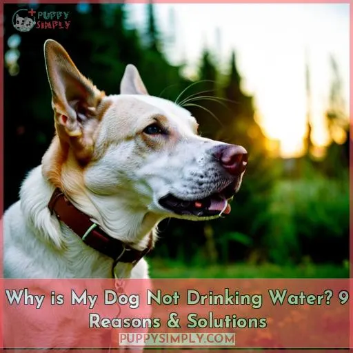 dog not drinking water but eating