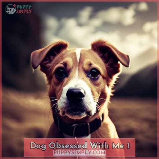 why-is-my-dog-obsessed-with-me-7-reasons-solutions