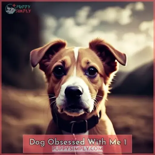 Why Is My Dog Obsessed With Me? 7 Reasons & Solutions