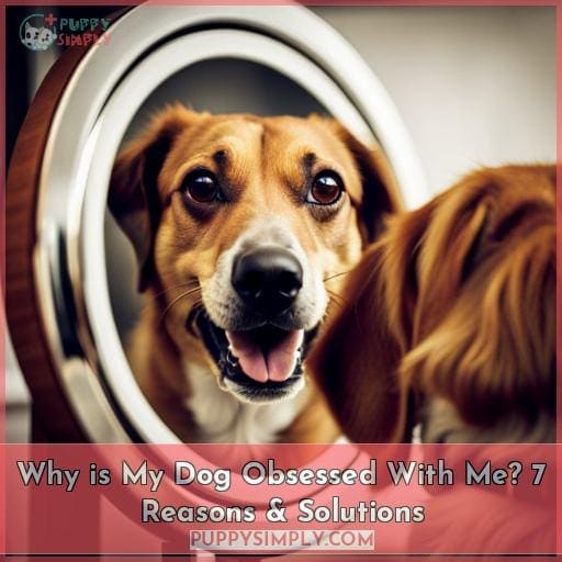 why-is-my-dog-obsessed-with-me-7-reasons-solutions