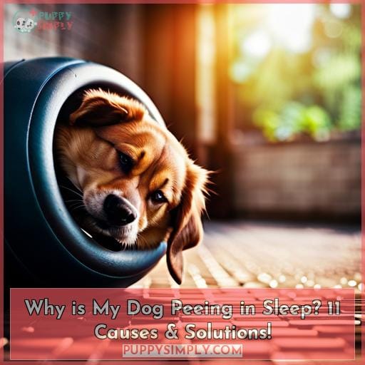 why-is-my-dog-peeing-in-sleep-11-causes-solutions