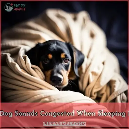 dog sounds congested when sleeping 1