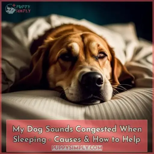 dog sounds congested when sleeping