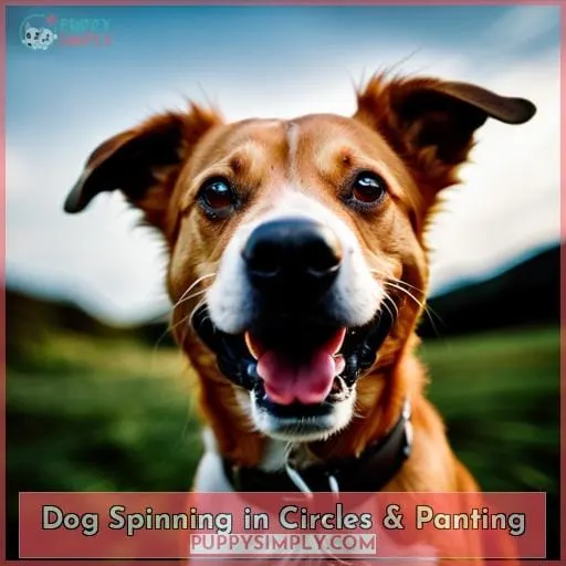 Dog Spinning in Circles & Panting