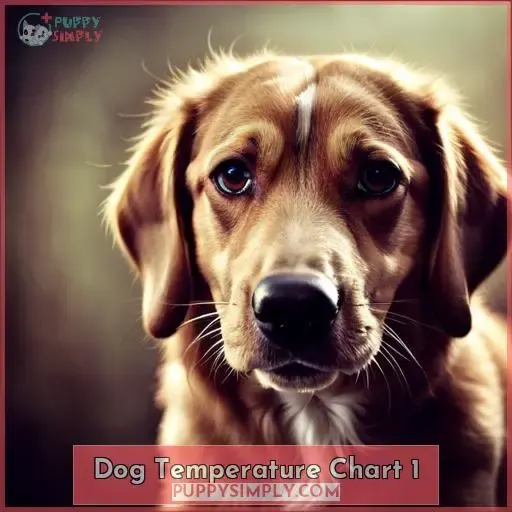 Monitor Dog Temperature Simple Fever Chart Guide