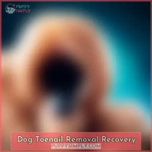 Dog Toenail Removal Recovery