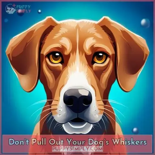 Don’t Pull Out Your Dog’s Whiskers