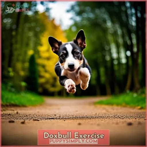 Doxbull Exercise