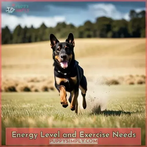 Energy Level and Exercise Needs