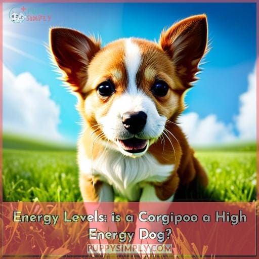 Energy Levels: is a Corgipoo a High Energy Dog?