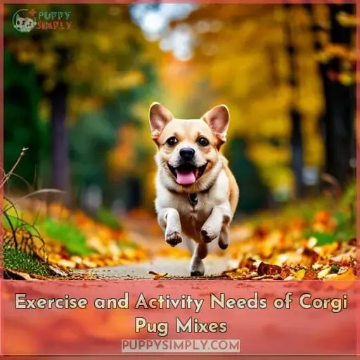 Exercise and Activity Needs of Corgi Pug Mixes