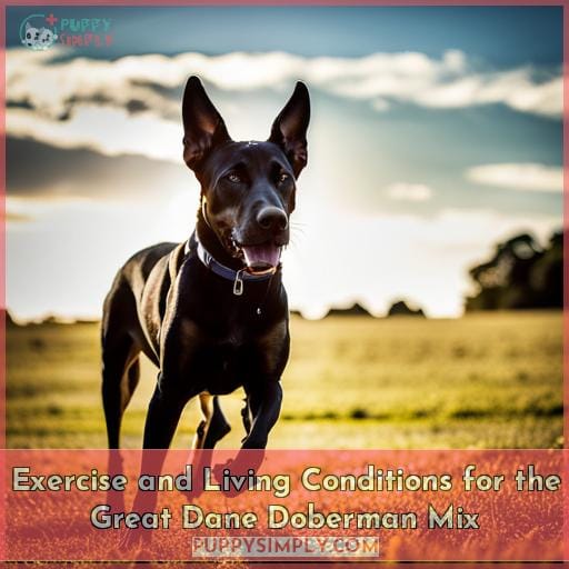 Exercise and Living Conditions for the Great Dane Doberman Mix