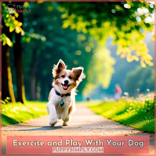 Exercise and Play With Your Dog