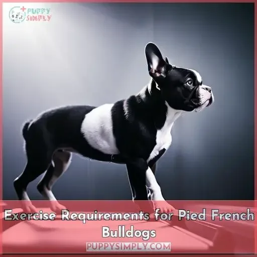 Exercise Requirements for Pied French Bulldogs