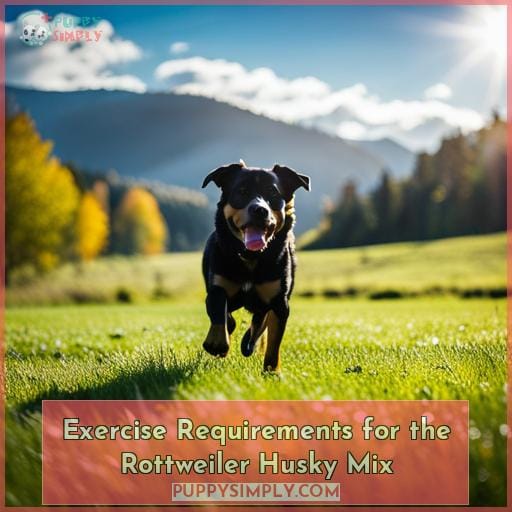 Exercise Requirements for the Rottweiler Husky Mix