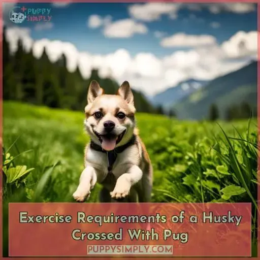 Exercise Requirements of a Husky Crossed With Pug