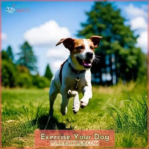 Exercise Your Dog