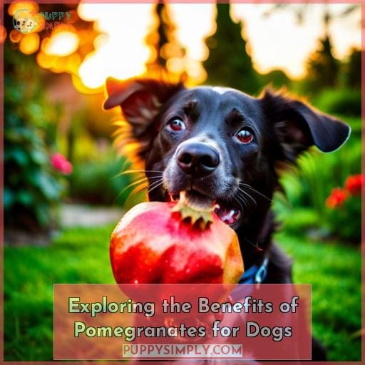 Exploring the Benefits of Pomegranates for Dogs