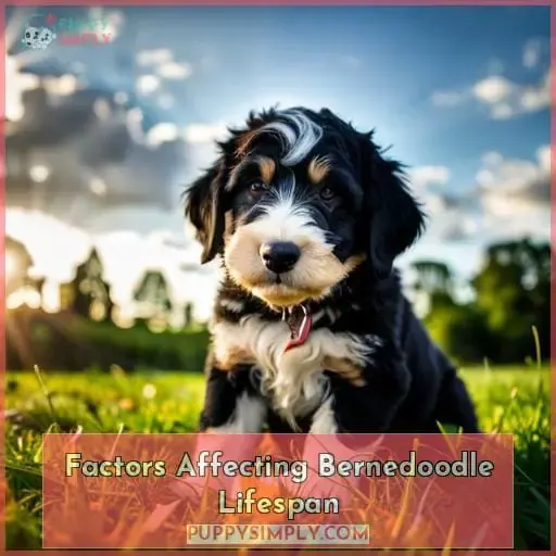 Factors Affecting Bernedoodle Lifespan