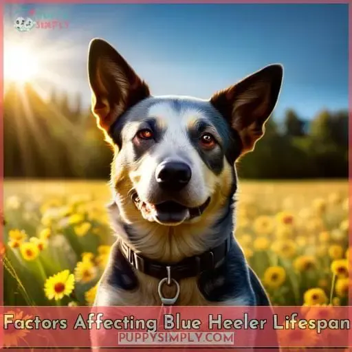 Factors Affecting Blue Heeler Lifespan