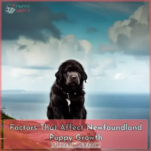 Factors That Affect Newfoundland Puppy Growth