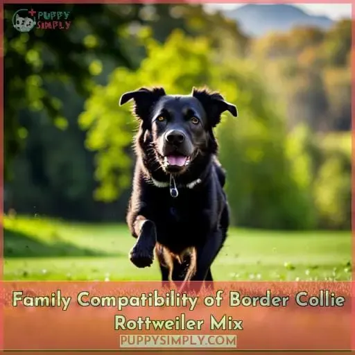 Family Compatibility of Border Collie Rottweiler Mix