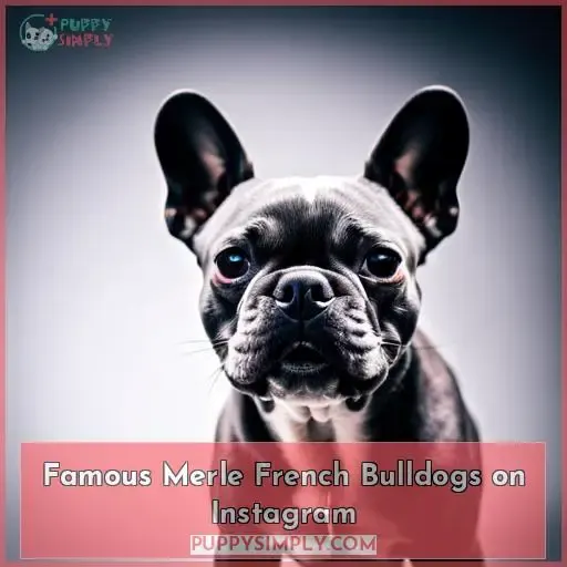 Famous Merle French Bulldogs on Instagram