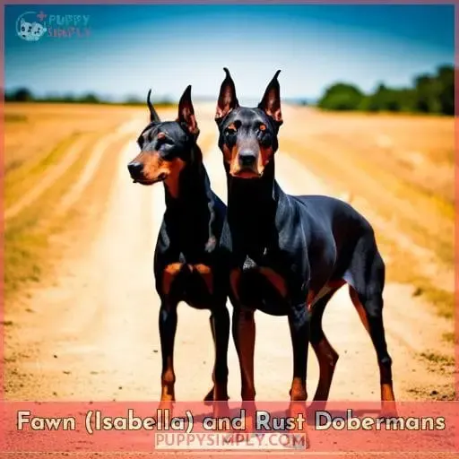 Fawn (Isabella) and Rust Dobermans