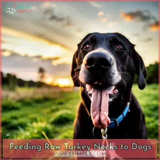 Feeding Raw Turkey Necks to Dogs
