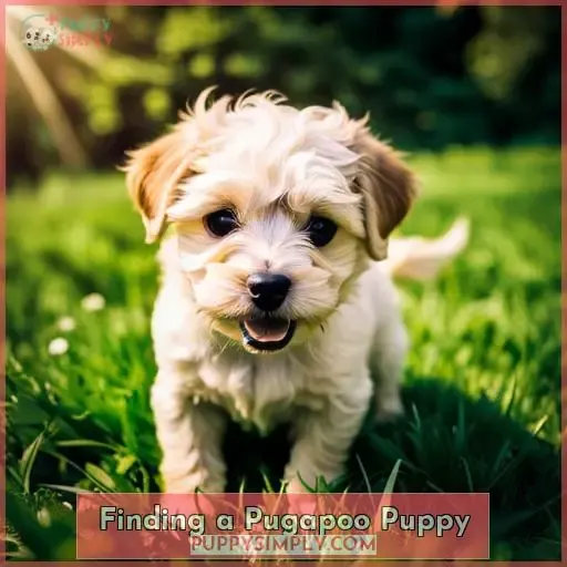 Finding a Pugapoo Puppy
