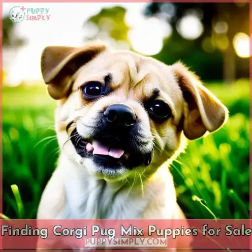 Finding Corgi Pug Mix Puppies for Sale