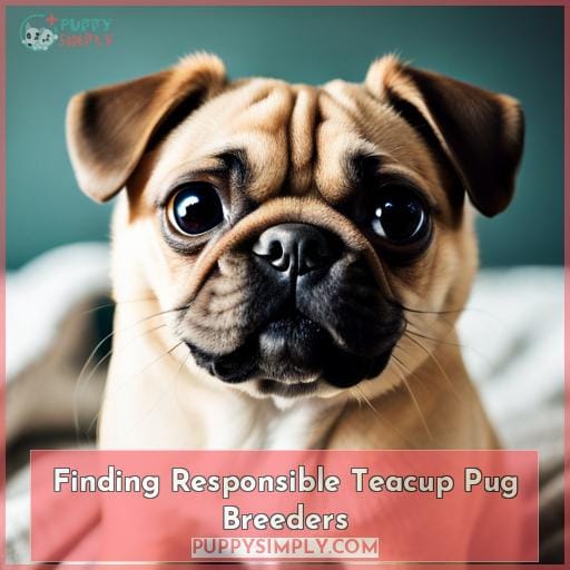 Finding Responsible Teacup Pug Breeders