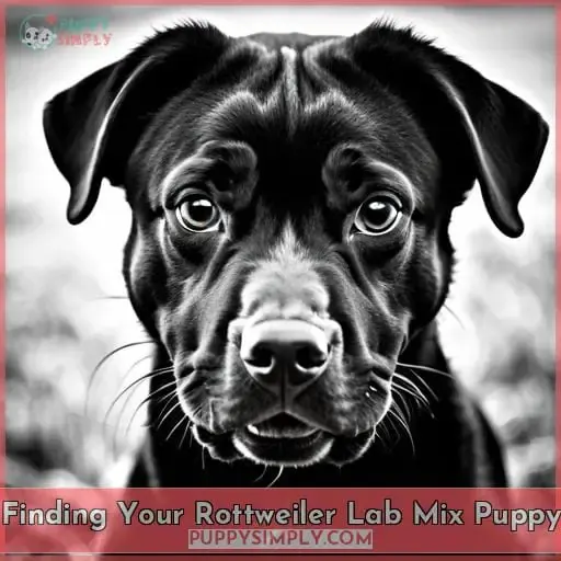 Finding Your Rottweiler Lab Mix Puppy