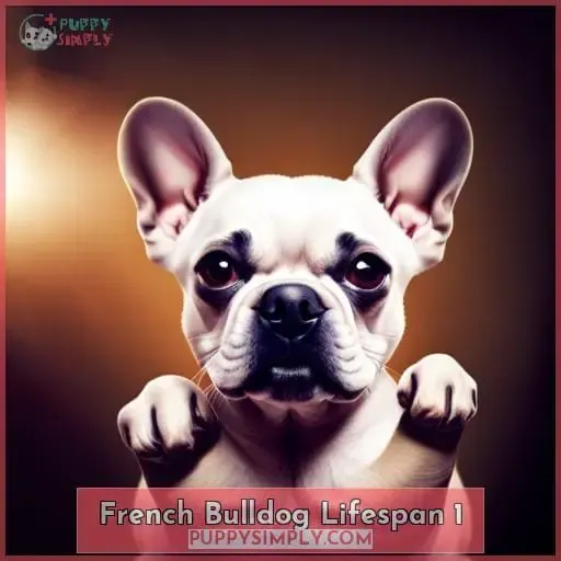 french bulldog lifespan 1