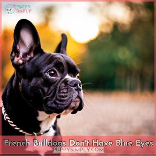 French Bulldogs Don't Have Blue Eyes French Bulldogs Don't Have Blue Eyes