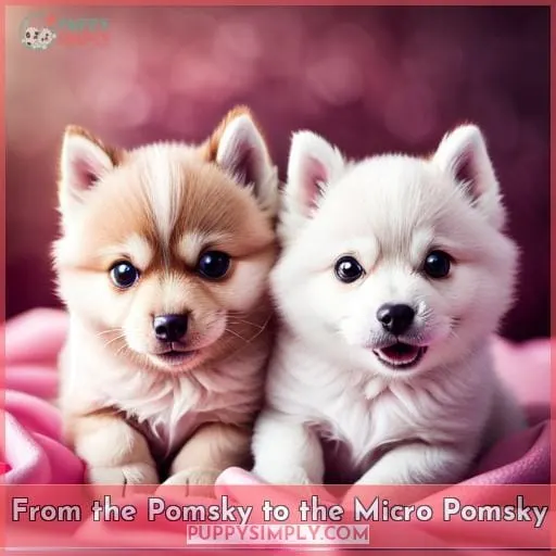 From the Pomsky to the Micro Pomsky