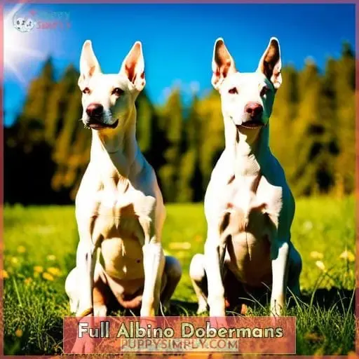 Full Albino Dobermans