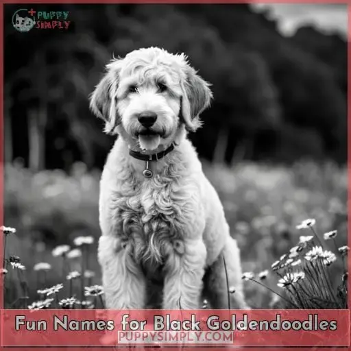 Fun Names for Black Goldendoodles
