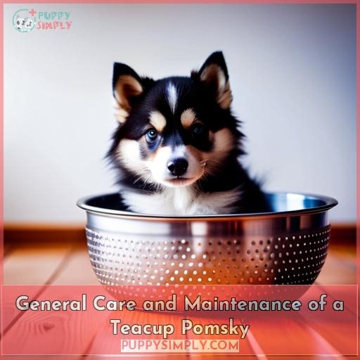 General Care and Maintenance of a Teacup Pomsky